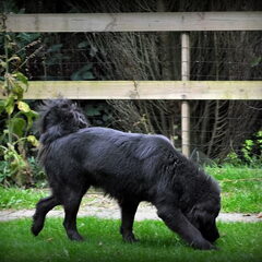 Detchema Tibetaanse Mastiff