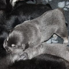 Detchema Tibetaanse Mastiff
