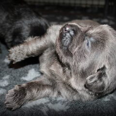 Detchema Tibetaanse Mastiff