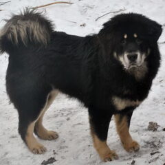 Detchema Tibetaanse Mastiff
