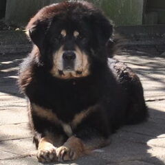 Detchema Tibetaanse Mastiff