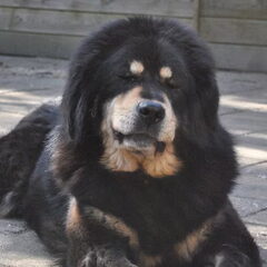Detchema Tibetaanse Mastiff