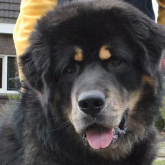 Detchema Tibetaanse Mastiff