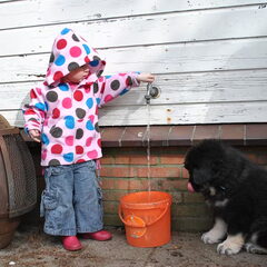 Detchema Tibetaanse Mastiff