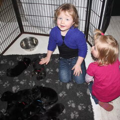 Detchema Tibetaanse Mastiff