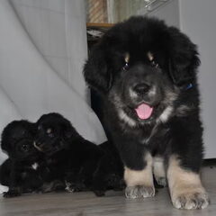 Detchema Tibetaanse Mastiff
