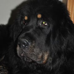 Detchema Tibetaanse Mastiff