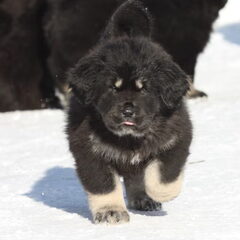 Detchema Tibetaanse Mastiff