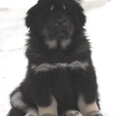 Detchema Tibetaanse Mastiff