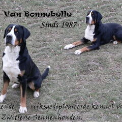 Bonnebelle's Sennendoodles