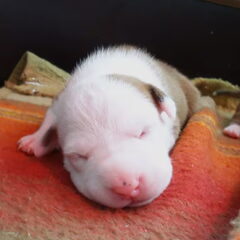 Marley's