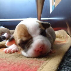 Marley's
