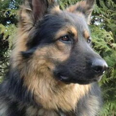 farmerhouserufan, ODH Kennel