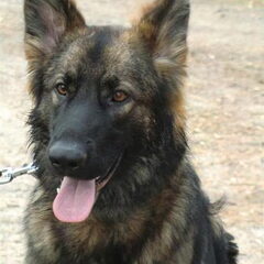 farmerhouserufan, ODH Kennel
