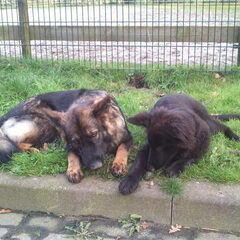 farmerhouserufan, ODH Kennel