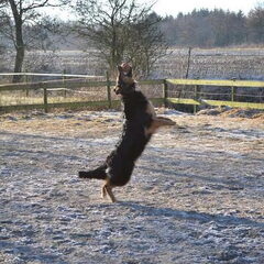 farmerhouserufan, ODH Kennel
