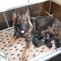 farmerhouserufan, ODH Kennel