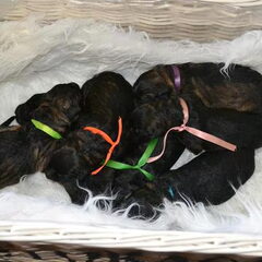 farmerhouserufan, ODH Kennel