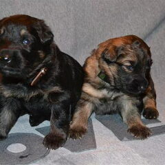 farmerhouserufan, ODH Kennel