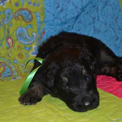 farmerhouserufan, ODH Kennel
