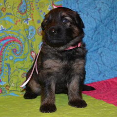 farmerhouserufan, ODH Kennel