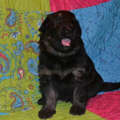 farmerhouserufan, ODH Kennel