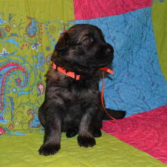 farmerhouserufan, ODH Kennel