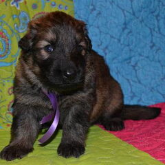 farmerhouserufan, ODH Kennel