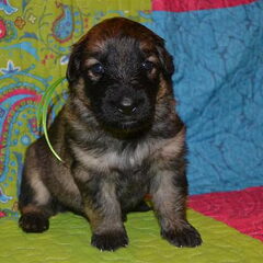 farmerhouserufan, ODH Kennel