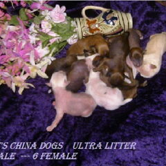 Cat's China Dogs