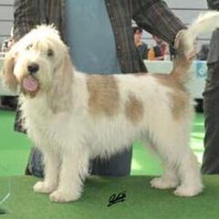 Kennel van de Viersenhoeve