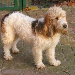 Kennel van de Viersenhoeve