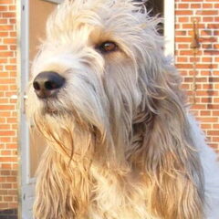 Kennel van de Viersenhoeve
