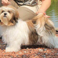 Destination of Love, Lhasa apso kennel