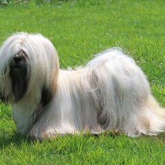 Destination of Love, Lhasa apso kennel