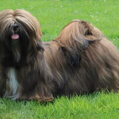 Destination of Love, Lhasa apso kennel
