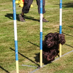 * Stand Your Ground * English Cocker Spaniel and Staffordshire Bull Terrier