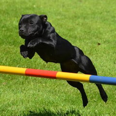 * Stand Your Ground * English Cocker Spaniel and Staffordshire Bull Terrier