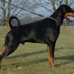 von Trokadero