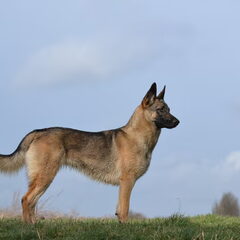Tessa the shepherd cross