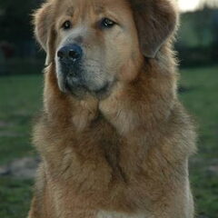 Do Khyi kennel DEKYI CHAMPA