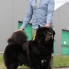 Do Khyi kennel DEKYI CHAMPA