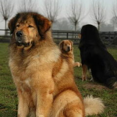Do Khyi kennel DEKYI CHAMPA