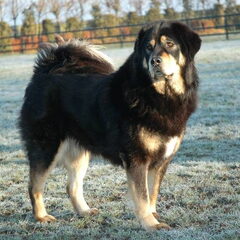 Do Khyi kennel DEKYI CHAMPA