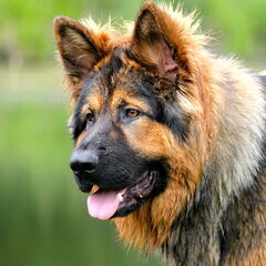 El Pelo Rubio Oud Duitse herder kennel