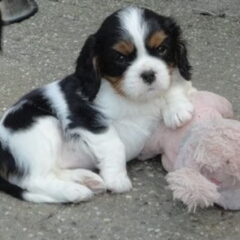 Nelly's Cavaliers