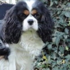 Nelly's Cavaliers