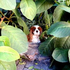 Nelly's Cavaliers
