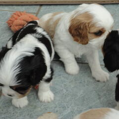 Nelly's Cavaliers