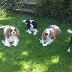 Nelly's Cavaliers